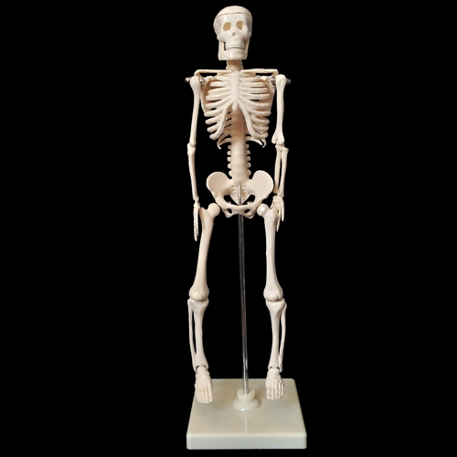 articulated human skeleton