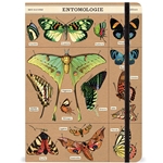 Cavallini Entomology Notebook