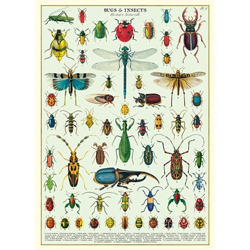 Cavallini Decorative Paper - Bugs and Insects 20