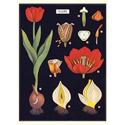 Cavallini Decorative Paper - Tulip 20"x28" Sheet