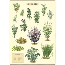 Cavallini Decorative Paper - Kitchen Herbs 20"x28" Sheet