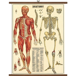 Cavallini Vintage School Chart- Anatomy