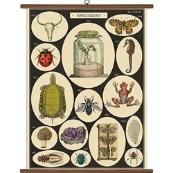 Cavallini Vintage School Chart- Specimens