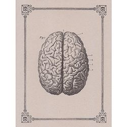 Rossi Limited Edition Letterpress Gift Card- The Human Brain