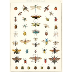 Cavallini Decorative Paper - Natural History Insects 20"x28" Sheet