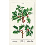 Cavallini Tea Towel- Holly