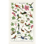 Cavallini Tea Towel- Hummingbirds