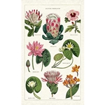 Cavallini Tea Towel- Tropical Plants