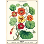 *NEW!* Cavallini Decorative Paper - Nasturtiums 20"x28" Sheet