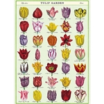 *NEW* Cavallini Decorative Paper - Tulip Garden 20"x28" Sheet