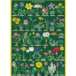 *NEW* Cavallini Decorative Paper - Wildflowers #2 20"x28" Sheet